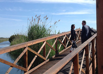 El Ayuntamiento de Peñíscola desbroza el sendero medioambiental y mejora la pasarela del marjal