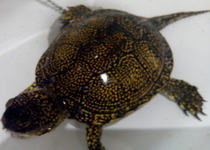 La Policia Local de Peníscola ha recuperat una tortuga d’estany, Emy sorbicularis, espècie en perill d’extinció