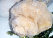 #FITUR2015 Peníscola aposta per la gastronomia com a plat fort de la promoció