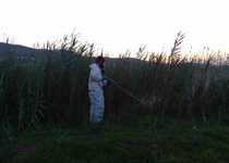 L’Ajuntament de Peníscola acaba la primera fase de fumigacions contra els mosquits en l’aiguamoll 