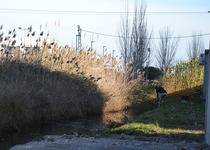 L’àrea de Medi Ambient de l’Ajuntament de Peníscola desbrossa la sèquia i sol·licita a Conselleria que actue en la Serra d’Irta contra la processionària