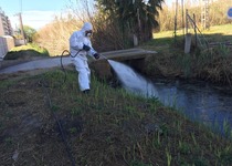 L’Ajuntament de Peníscola inicia els tractaments amb larvicida biològic per al control del mosquit tigre